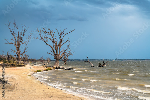 Lake Bonney shore with dry tree stumps before the storm, Barmera, South Australia photo