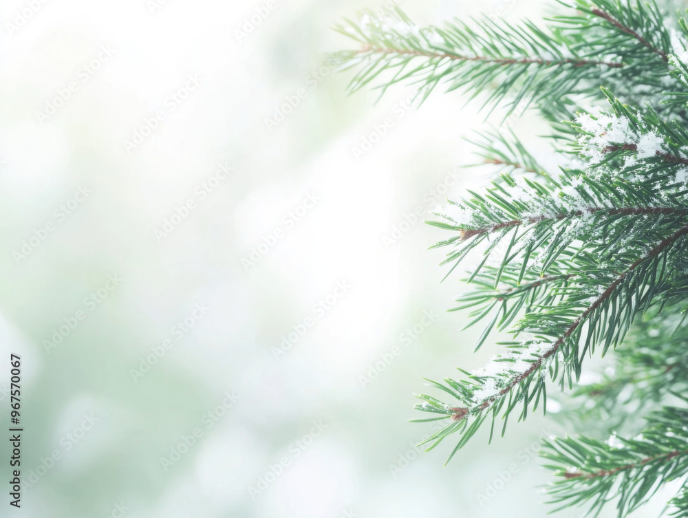 Snowy Pine Tree Branches in a Winter Landscape Snowy Pine Tree Branches in a Winter Landscape