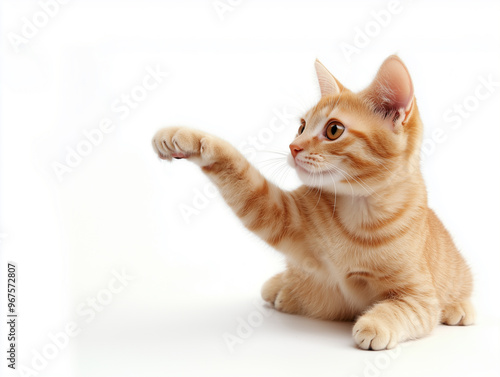 A cat looking far away and pointing