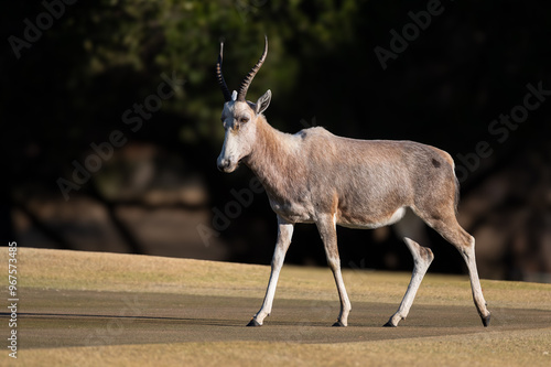 Blesbok with white color variation striding across the short grassed savannah. photo