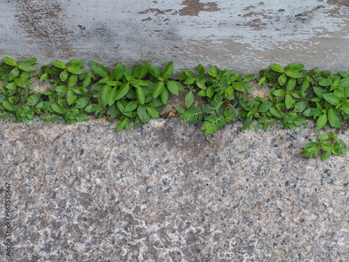 Heart seed is small herbaceous plant growing in wasteland next to the wall. Oldenlandia corymbosa L. flowers are white. Branching stems and creeping along ground. lanceolate leaves. Balloon vine,
 photo