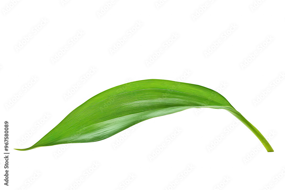 A single green leaf displayed against a transparent background. A single green leaf displayed against a transparent background.