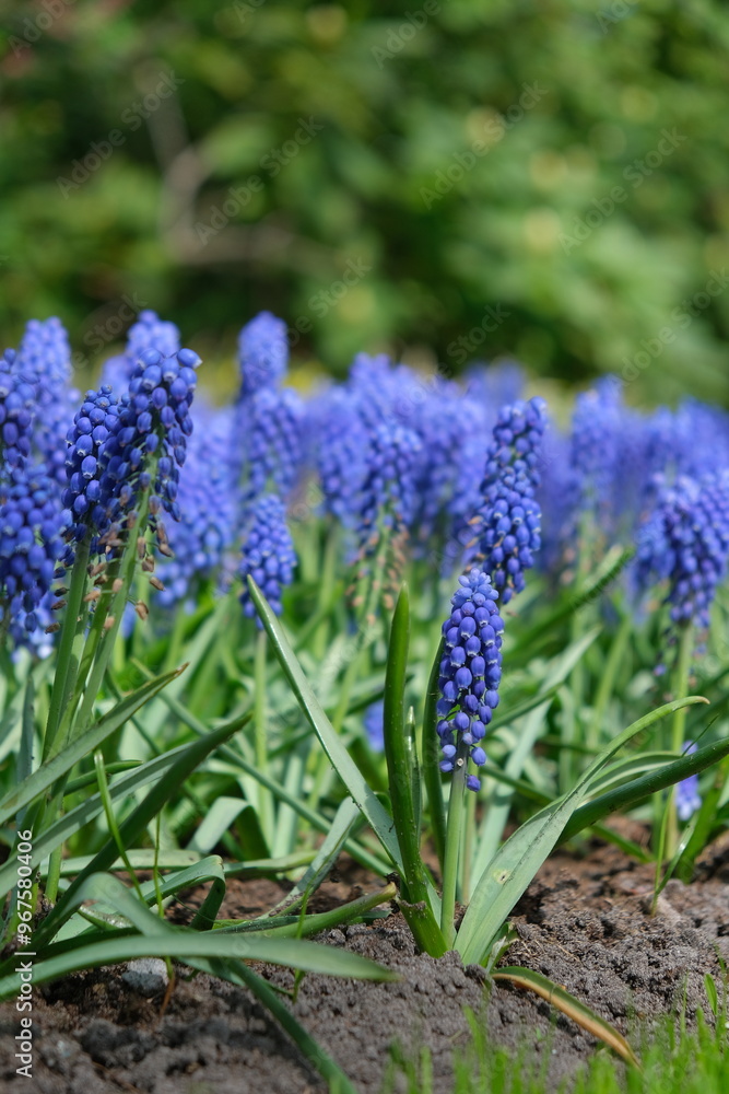 Obraz premium hyacinth giacinto flower keukenhof asterdam garden