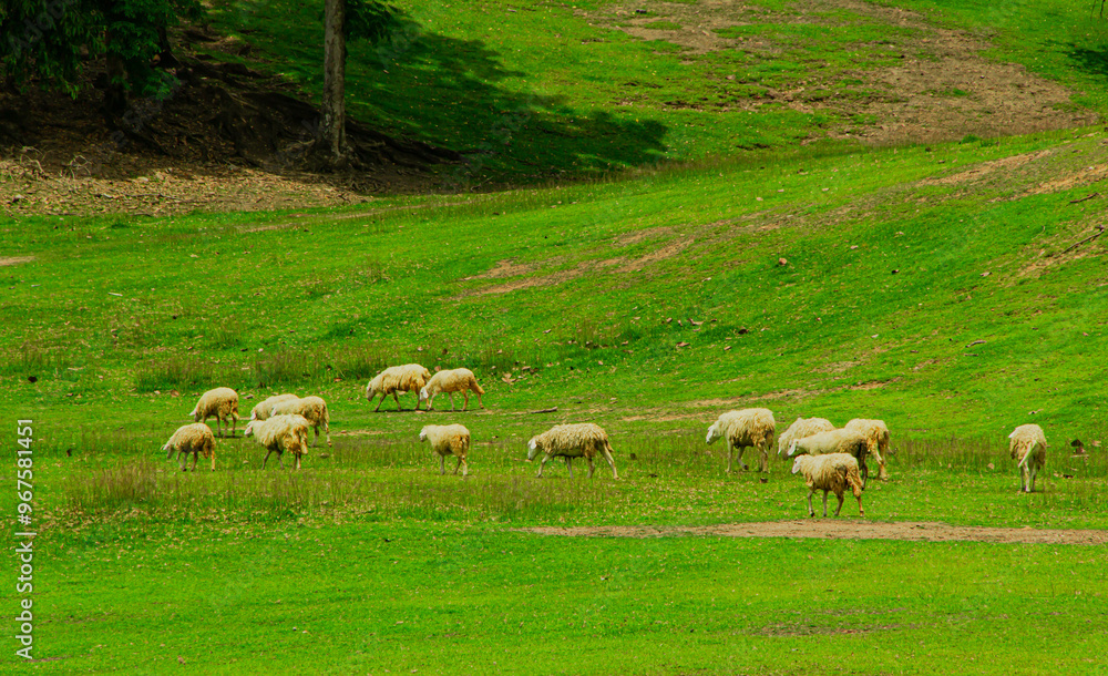 Fototapeta premium Sheeps in a meadow on green grass