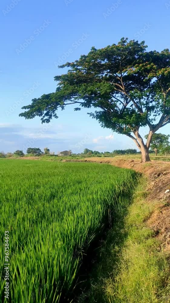 Rice field with a tree next to it during windy sunny day in rural area Rice field with a tree next to it during windy sunny day in rural area