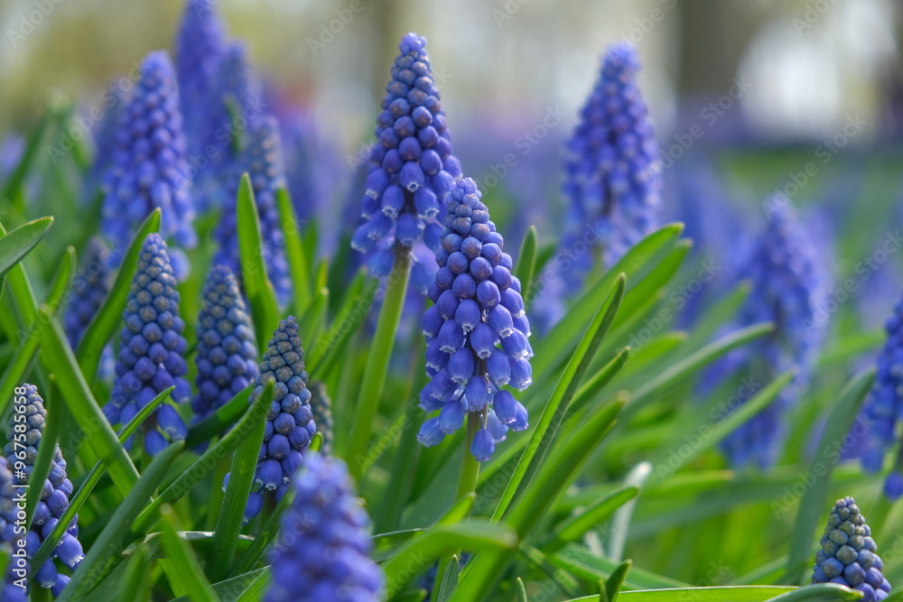 hyacinth giacinto flower keukenhof asterdam garden hyacinth giacinto flower keukenhof asterdam garden