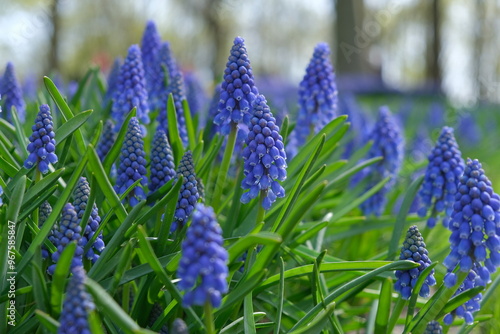 hyacinth giacinto flower keukenhof asterdam garden photo