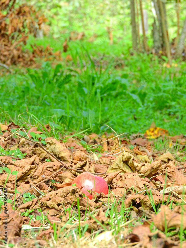 natural fallen red apple photo natural fallen red apple photo
