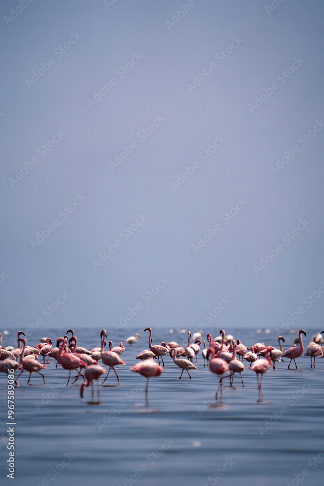 Naklejka premium flock of flamingos in lake natron