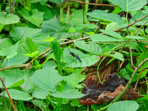 black xorides insect macro photo photo