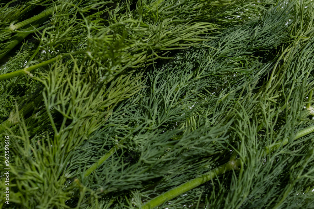 Freshly cut green dill on the table, a large amount of green dill to add as a spice. The concept of spice, taste and aroma Freshly cut green dill on the table, a large amount of green dill to add as a spice. The concept of spice, taste and aroma