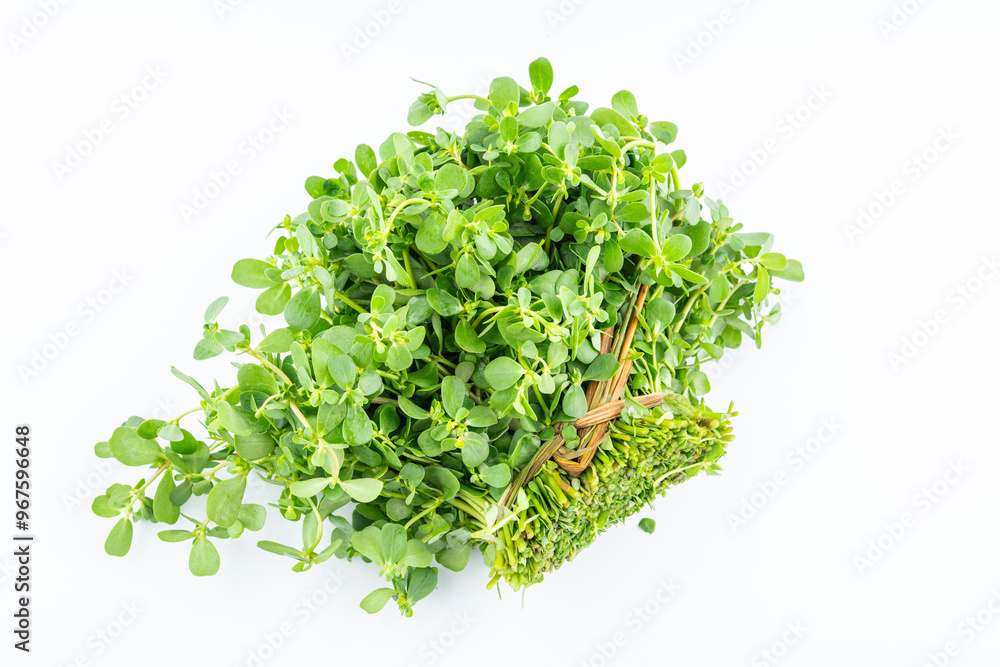 Obraz premium A handful of fresh organic vegetable purslane