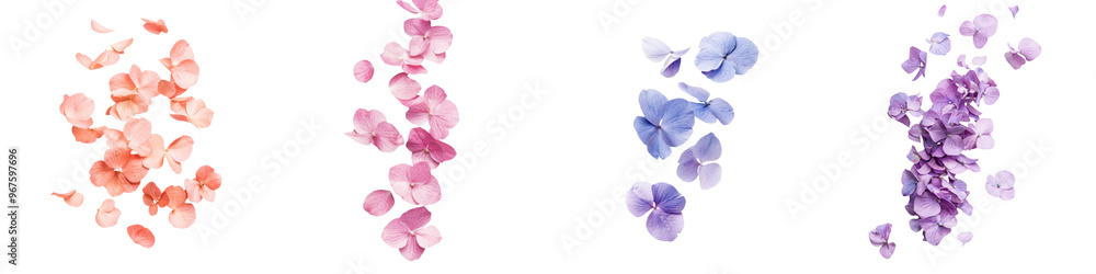 custom made wallpaper toronto digitalfalling hydrangea petals on white background, transparent background