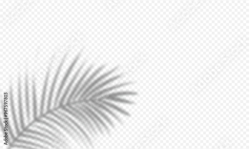 black silhouette palm leaf shadow overlay isolated on transparent background