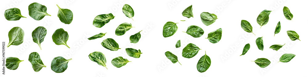 falling tatsoi leaves on white background, transparent background falling tatsoi leaves on white background, transparent background