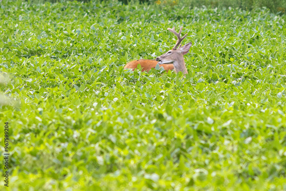 Obraz premium Deer in a field