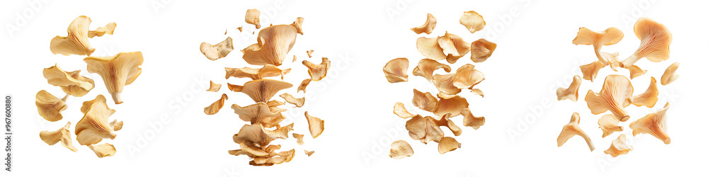 falling golden oyster mushrooms on white background,transparent background falling golden oyster mushrooms on white background,transparent background