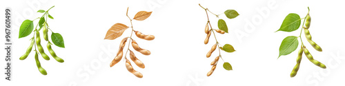 falling young soybean pods on white background,transparent background