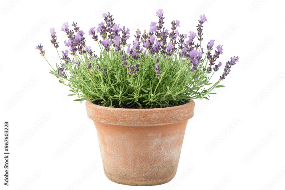 A terracotta pot filled with blooming lavender flowers, showcasing vibrant purple hues. A terracotta pot filled with blooming lavender flowers, showcasing vibrant purple hues.