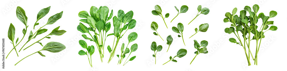 Obraz premium falling water spinach stems on white background,transparent background