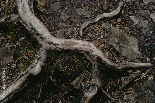 Exposed tree roots intertwine on the forest floor, highlighting nature's intricate designs at midday