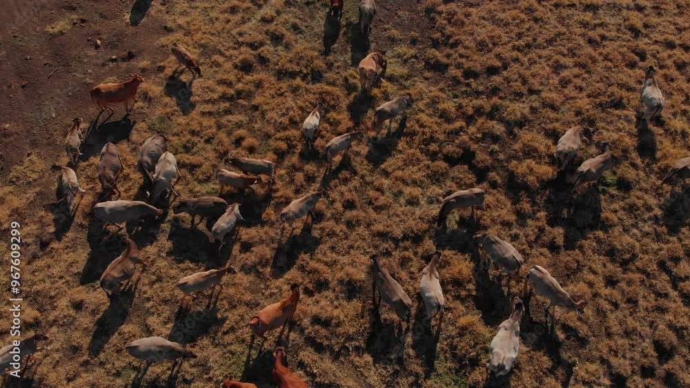 Aerial view of cattle drinking at a pond in the dry outback, MacKenzie River, Queensland, Australia. Aerial view of cattle drinking at a pond in the dry outback, MacKenzie River, Queensland, Australia.