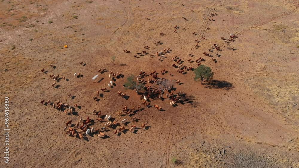 Aerial view of a herd of cattle in a dry outback landscape with bushland and trees, Emerald, Queensland, Australia. Aerial view of a herd of cattle in a dry outback landscape with bushland and trees, Emerald, Queensland, Australia.