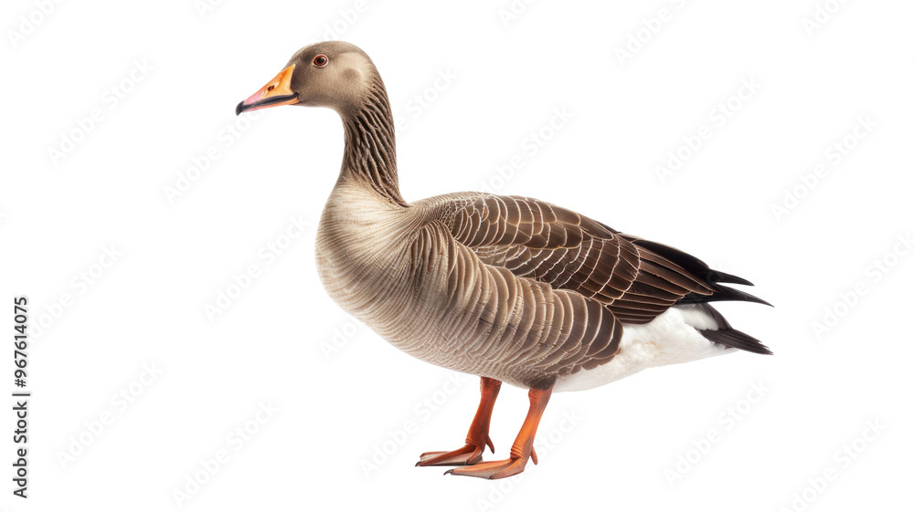 Duck or Mallard Isolated on Png Background. Duck or Mallard Isolated on Png Background.