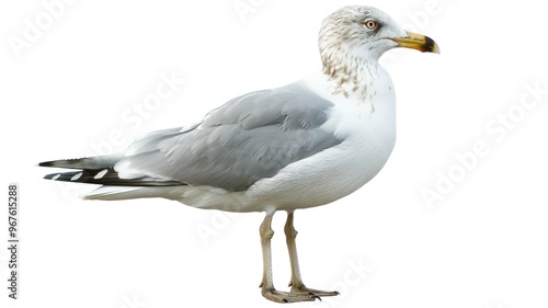 Seagull Bird Character Element on Png Background.