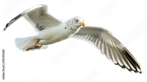 Flying Seagull Bird Isolated on Png Background.