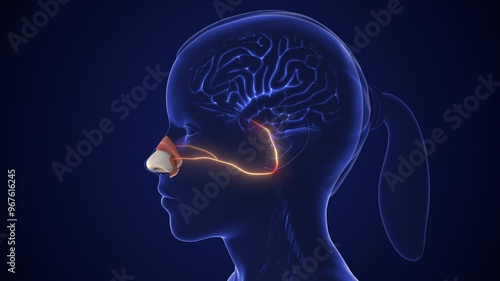 Olfactory sensory nerve pathway for smell detection