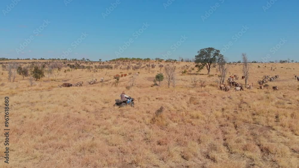 Aerial view of cattle mustering in the dry outback with quad bikes in a vast landscape, Emerald, Queensland, Australia. Aerial view of cattle mustering in the dry outback with quad bikes in a vast landscape, Emerald, Queensland, Australia.