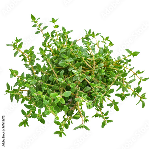 Fresh thyme sprigs on a white background, cut out transparent