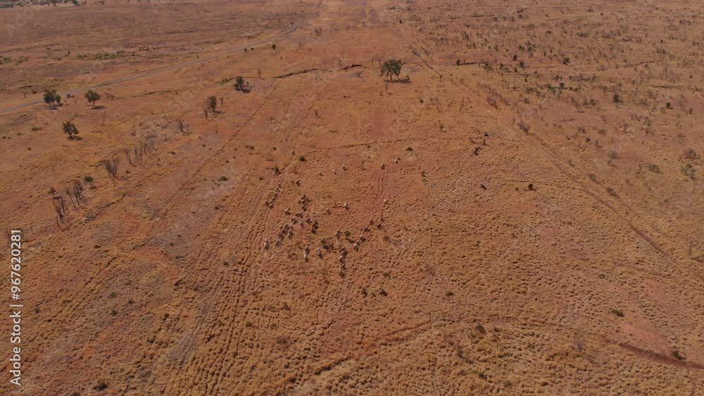 Aerial view of vast dry outback with running cattle in the bush, Emerald, Australia. Aerial view of vast dry outback with running cattle in the bush, Emerald, Australia.