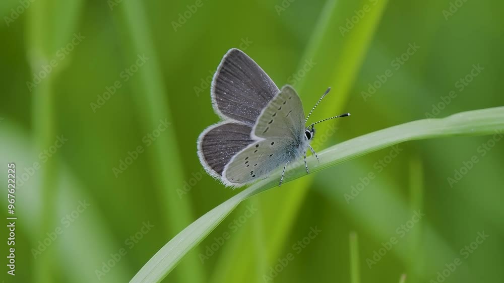 Small Blue Butterfly on a Grass Stem Small Blue Butterfly on a Grass Stem