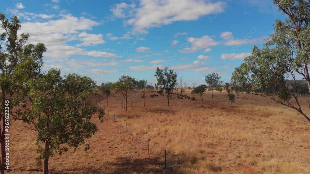 Aerial view of a dry outback landscape with cattle mustering and a quad bike, Emerald, Queensland, Australia. Aerial view of a dry outback landscape with cattle mustering and a quad bike, Emerald, Queensland, Australia.