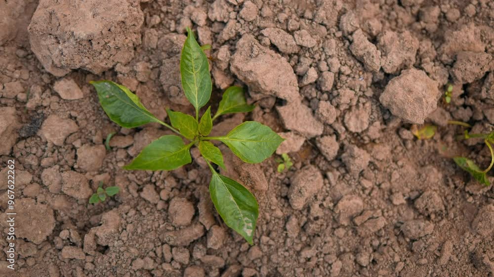 The process of planting pepper seedlings in the garden. Spring work in the garden. High quality 4k footage The process of planting pepper seedlings in the garden. Spring work in the garden. High quality 4k footage