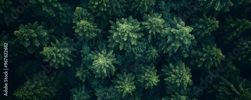 Aerial View of Lush Green Forest Canopy