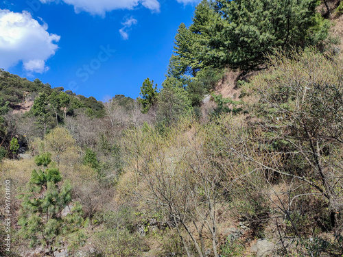 Mountainside with Green Trees and Blue Sky