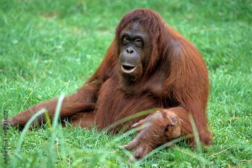 Canvas Print Orang outan, Pongo pygmaeus, Indonésie