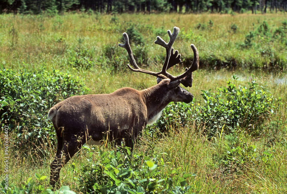 Cerf du Canada, Wapiti, Cervus canadensis, Parc national du Yelowstone, USA Cerf du Canada, Wapiti, Cervus canadensis, Parc national du Yelowstone, USA