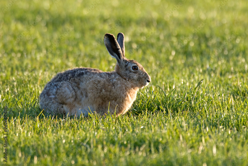 Lièvre d'Europe, Lièvre brun, Lepus europaeus Lièvre d'Europe, Lièvre brun, Lepus europaeus