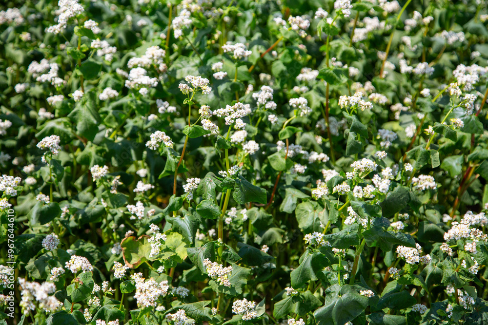 Close up of flowers of buckwheat. Blooming buckwheat field Close up of flowers of buckwheat. Blooming buckwheat field