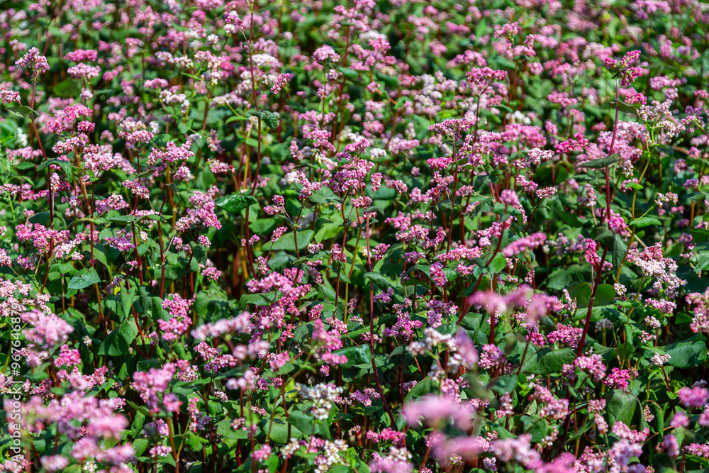 Red buckwheat flowers on the field. Blooming buckwheat. Buckwheat field on a summer sunny day. Red buckwheat flowers on the field. Blooming buckwheat. Buckwheat field on a summer sunny day.