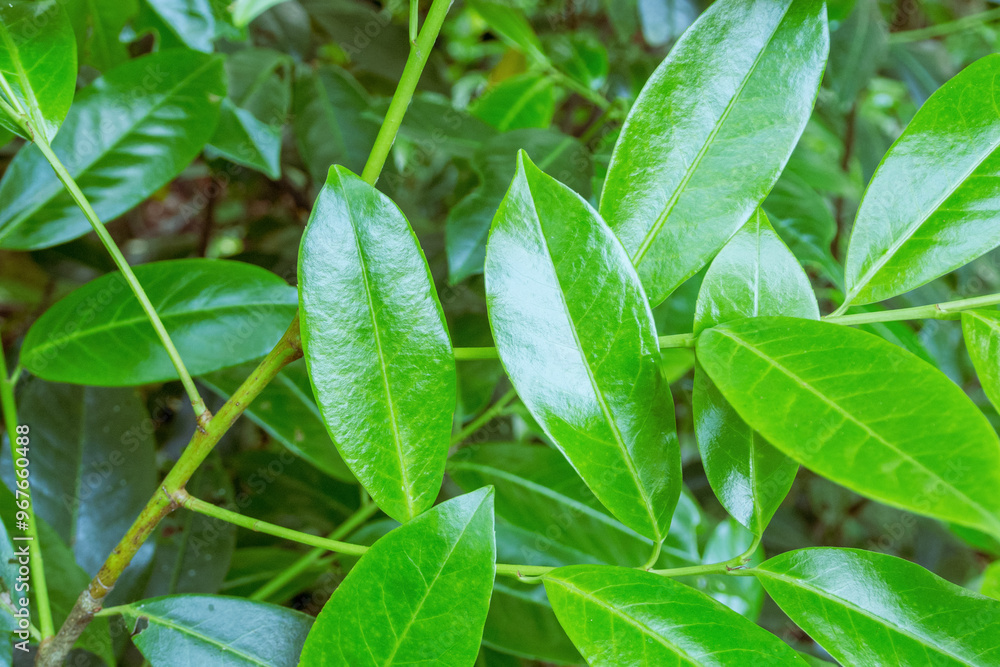 The lush greenery of the leaves against the backdrop of sunlight creates an atmosphere of freshness and natural beauty, filling the image with life The lush greenery of the leaves against the backdrop of sunlight creates an atmosphere of freshness and natural beauty, filling the image with life