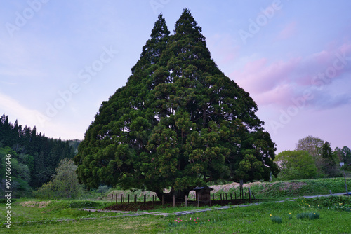 山形県トトロの木