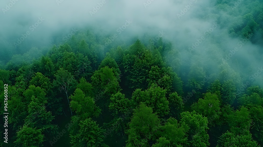 Fototapeta premium Lush green forest shrouded in mist, creating a serene and tranquil atmosphere.