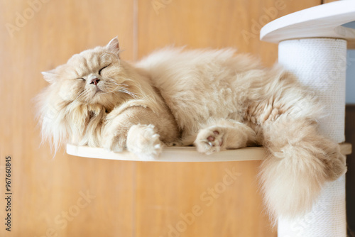 Obraz na plátne A British Longhair cat is enjoying the sun and taking a nap on the cat tree