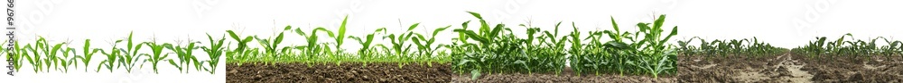 Fototapeta premium View from an agricultural field, panoramic, cut-out