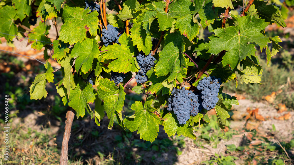 Mature dark blue grapes ready to be picked from the bush. Photo of the vineyard taken on a sunny day